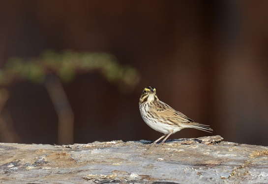 savannah-sparrow-424-file000374
